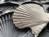 IOD Mould Sea Shells erhältlich bei Countryside Colours, hier eine abgeformte Muschel in Nahaufnahme