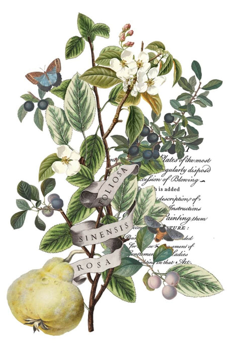 IOD Transfer Clementine Limited Edition aus der neuen Weihnachtskollektion 2025 erhältlich bei Countryside Colours