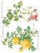 IOD Decor Transferfolie Rose Botanical erhältlich bei Countryside Colours