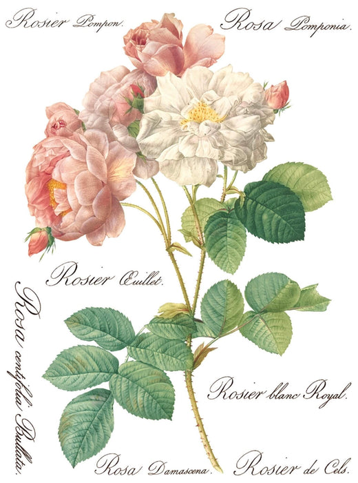 IOD Decor Transferfolie Rose Botanical erhältlich bei Countryside Colours