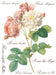 IOD Decor Transferfolie Rose Botanical erhältlich bei Countryside Colours