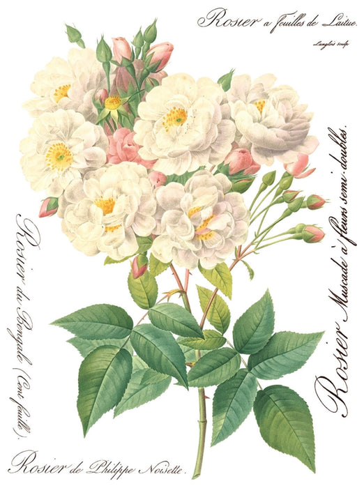 IOD Decor Transferfolie Rose Botanical erhältlich bei Countryside Colours