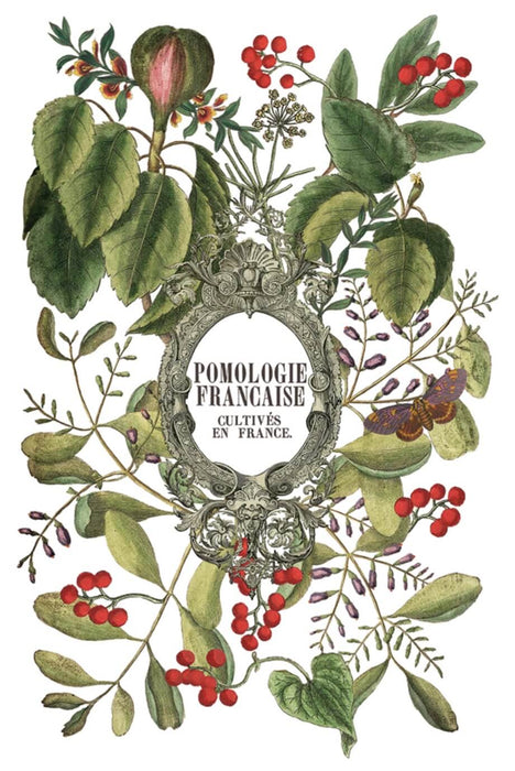 IOD Transfer Clementine Limited Edition aus der neuen Weihnachtskollektion 2025 erhältlich bei Countryside Colours