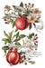 IOD Transfer Clementine Limited Edition aus der neuen Weihnachtskollektion 2025 erhältlich bei Countryside Colours