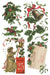 IOD Transfer Christmas Joy Limited Edition aus der neuen Weihnachtskollektion 2025 erhältlich bei Countryside Colours