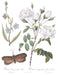 IOD Transferfolie Brocante Blatt mit weißer Rose und Vergissmeinnicht  erhältlich bei Countryside Colours