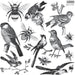 IOD Decor Stempel Birds & Bees