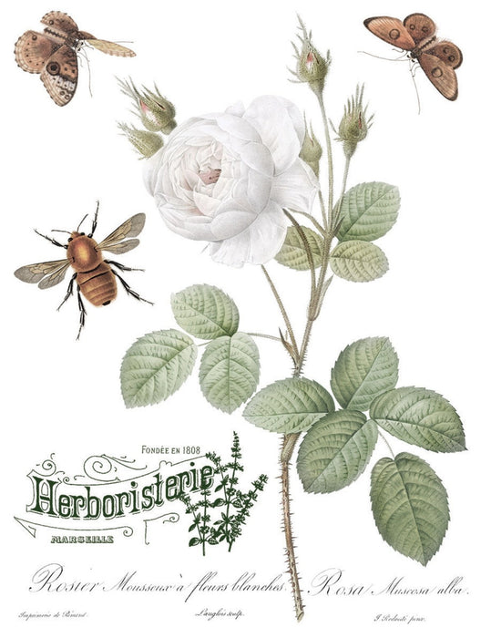 IOD Transferfolie Brocante Seite mit weißer Rose, Schrift und Insekten erhältlich bei Countryside Colours