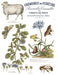 IOD Transferfolie Brocante Seite mit dem Schaaf, Blumen und Insekten erhältlich bei Countryside Colours